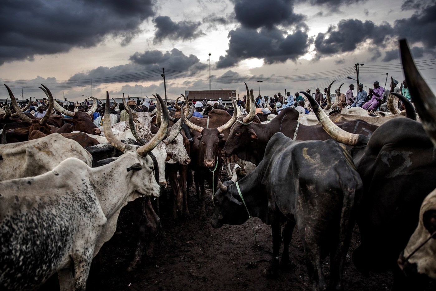 ruga settlement in nigeria